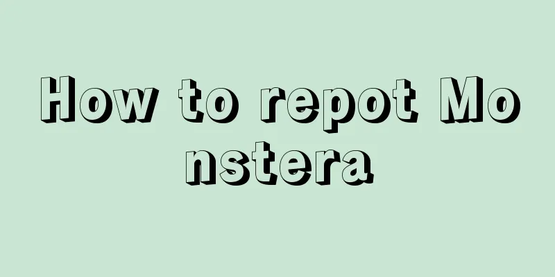 How to repot Monstera