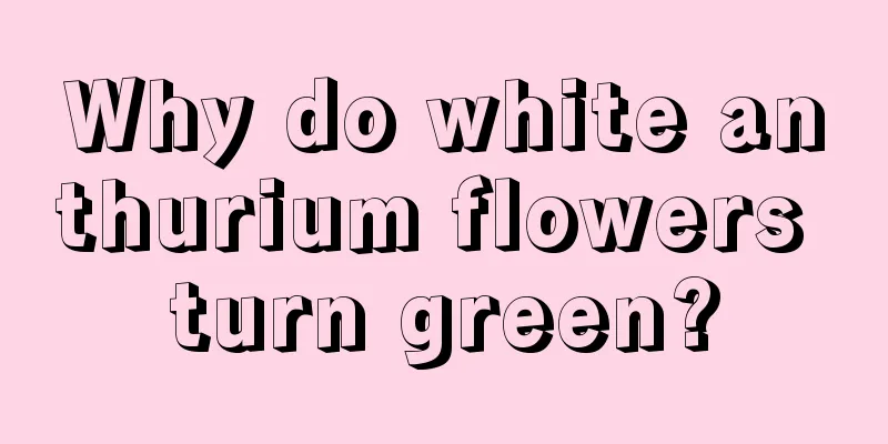 Why do white anthurium flowers turn green?