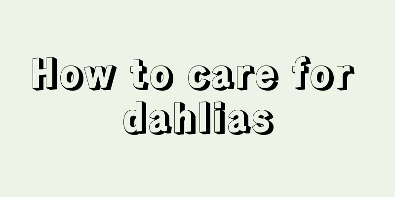 How to care for dahlias