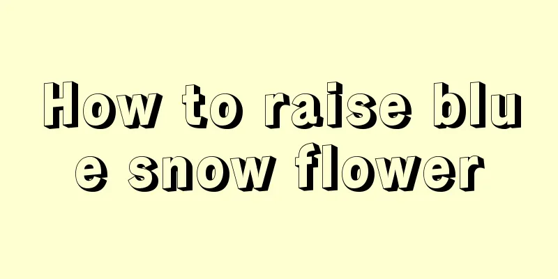 How to raise blue snow flower