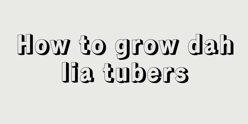 How to grow dahlia tubers