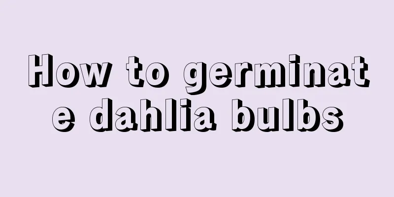 How to germinate dahlia bulbs