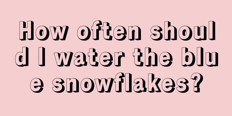 How often should I water the blue snowflakes?