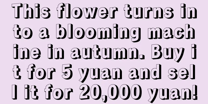 This flower turns into a blooming machine in autumn. Buy it for 5 yuan and sell it for 20,000 yuan!