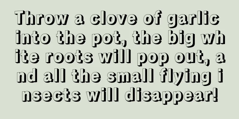 Throw a clove of garlic into the pot, the big white roots will pop out, and all the small flying insects will disappear!