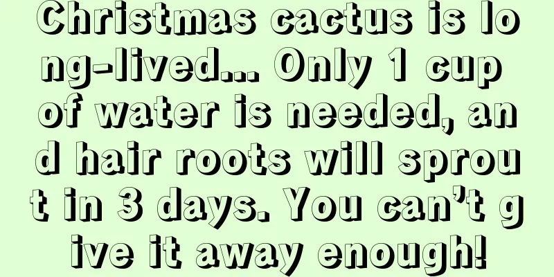 Christmas cactus is long-lived... Only 1 cup of water is needed, and hair roots will sprout in 3 days. You can’t give it away enough!