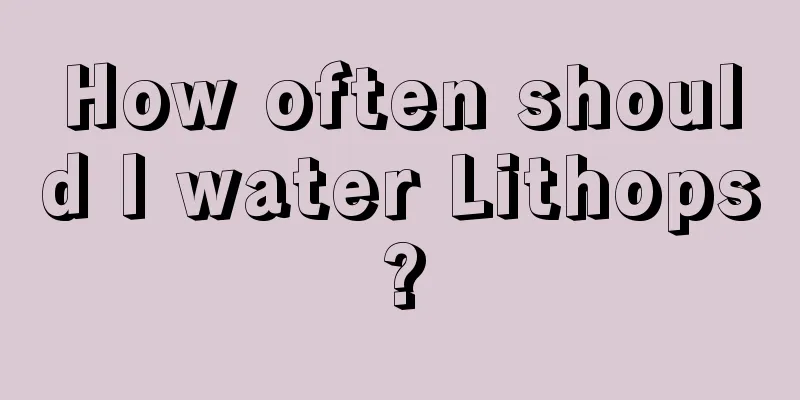 How often should I water Lithops?