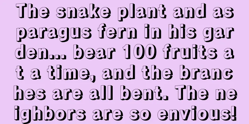 The snake plant and asparagus fern in his garden... bear 100 fruits at a time, and the branches are all bent. The neighbors are so envious!