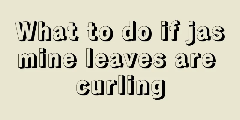 What to do if jasmine leaves are curling