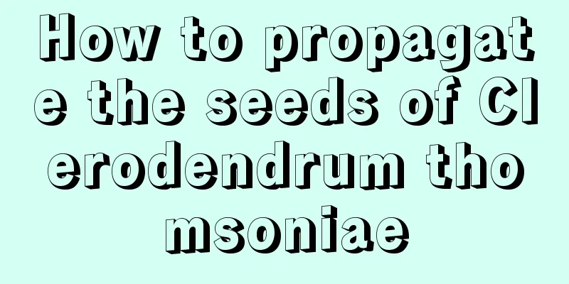 How to propagate the seeds of Clerodendrum thomsoniae