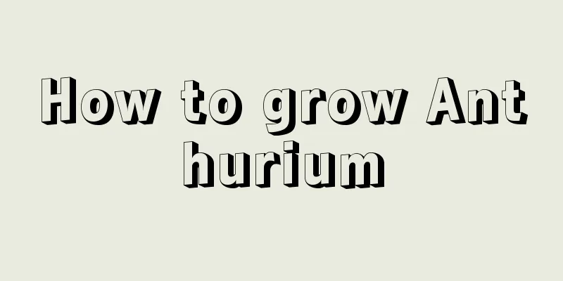 How to grow Anthurium