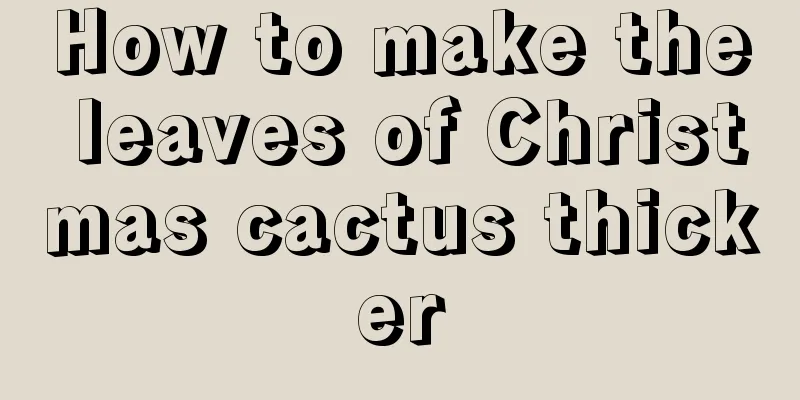 How to make the leaves of Christmas cactus thicker