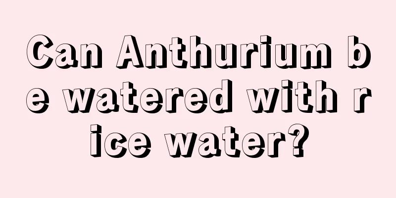 Can Anthurium be watered with rice water?