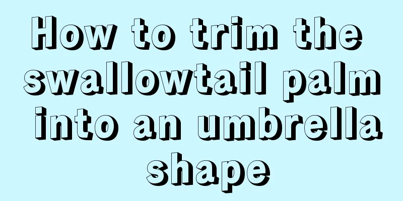 How to trim the swallowtail palm into an umbrella shape