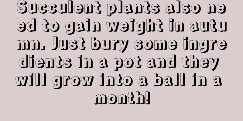 Succulent plants also need to gain weight in autumn. Just bury some ingredients in a pot and they will grow into a ball in a month!