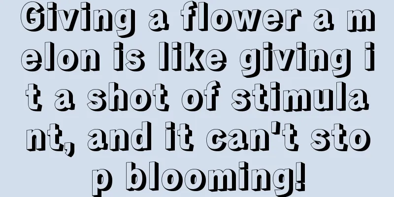 Giving a flower a melon is like giving it a shot of stimulant, and it can't stop blooming!