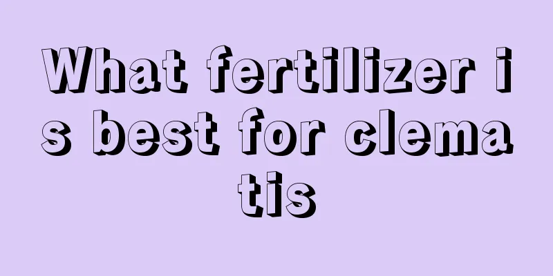 What fertilizer is best for clematis