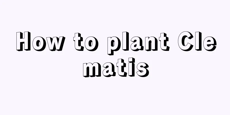 How to plant Clematis