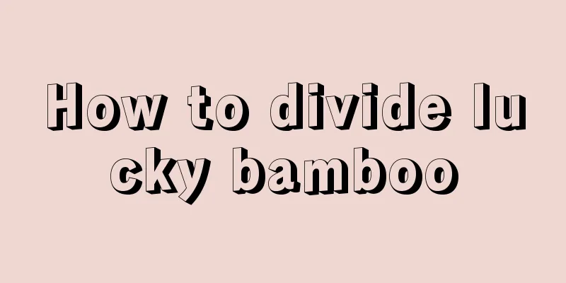 How to divide lucky bamboo