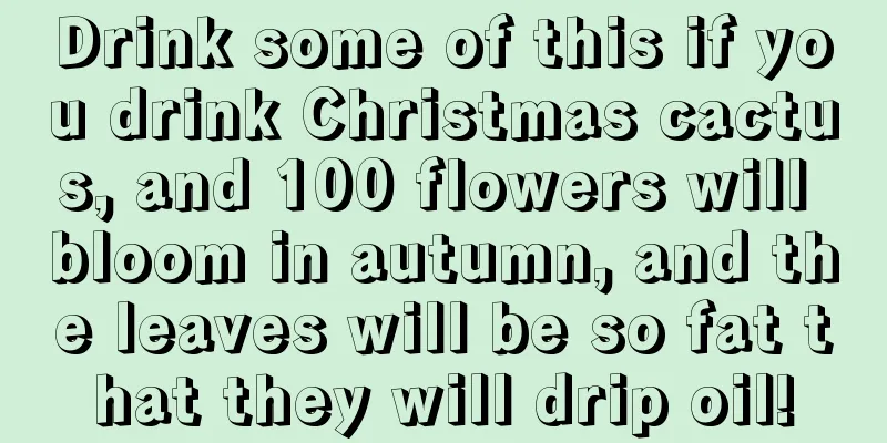 Drink some of this if you drink Christmas cactus, and 100 flowers will bloom in autumn, and the leaves will be so fat that they will drip oil!