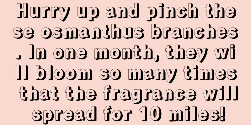 Hurry up and pinch these osmanthus branches. In one month, they will bloom so many times that the fragrance will spread for 10 miles!