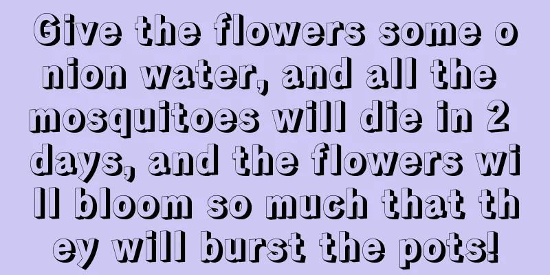 Give the flowers some onion water, and all the mosquitoes will die in 2 days, and the flowers will bloom so much that they will burst the pots!