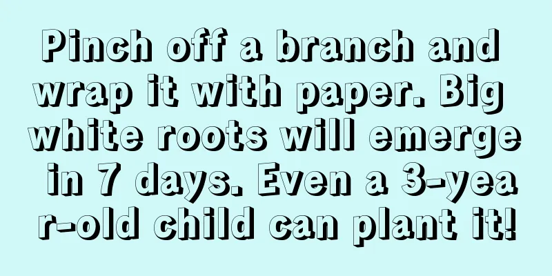 Pinch off a branch and wrap it with paper. Big white roots will emerge in 7 days. Even a 3-year-old child can plant it!