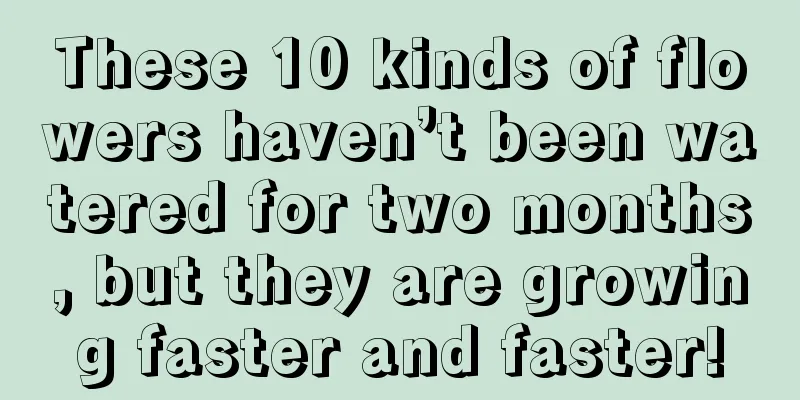 These 10 kinds of flowers haven’t been watered for two months, but they are growing faster and faster!