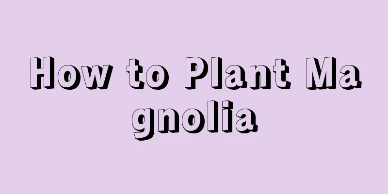 How to Plant Magnolia