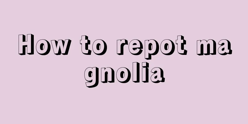 How to repot magnolia