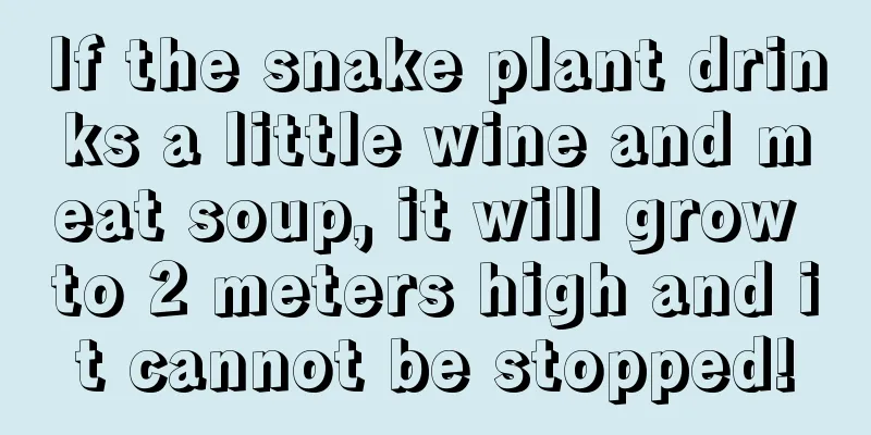 If the snake plant drinks a little wine and meat soup, it will grow to 2 meters high and it cannot be stopped!