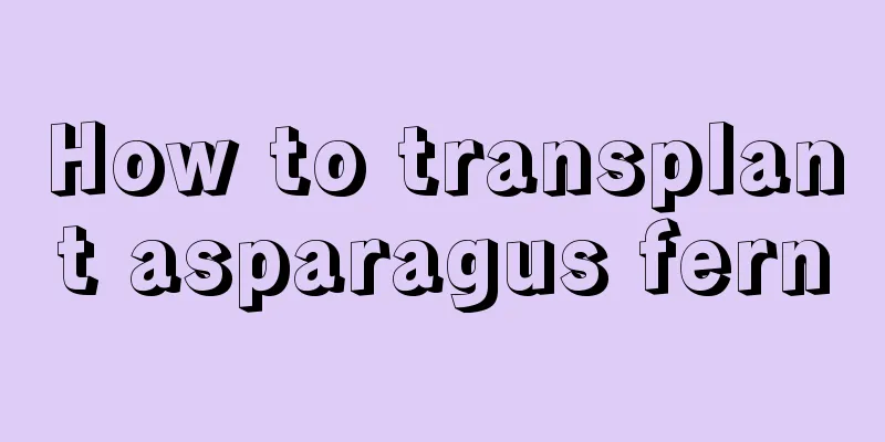 How to transplant asparagus fern