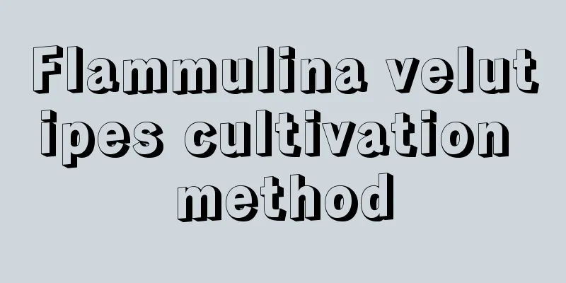 Flammulina velutipes cultivation method