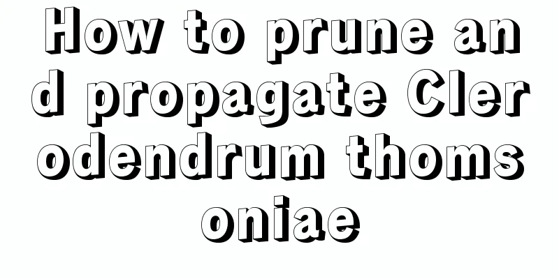 How to prune and propagate Clerodendrum thomsoniae