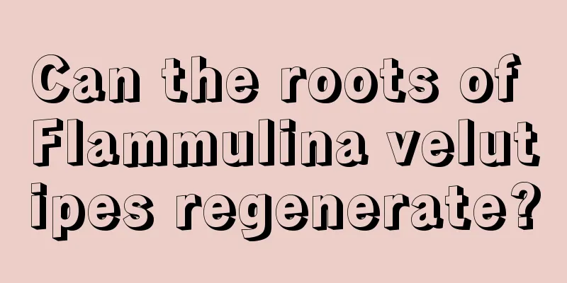 Can the roots of Flammulina velutipes regenerate?