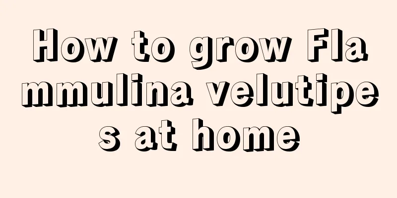 How to grow Flammulina velutipes at home