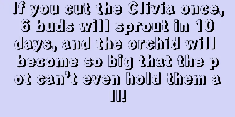 If you cut the Clivia once, 6 buds will sprout in 10 days, and the orchid will become so big that the pot can’t even hold them all!