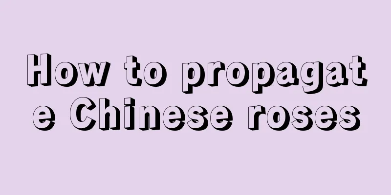 How to propagate Chinese roses