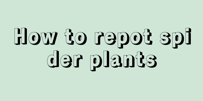 How to repot spider plants