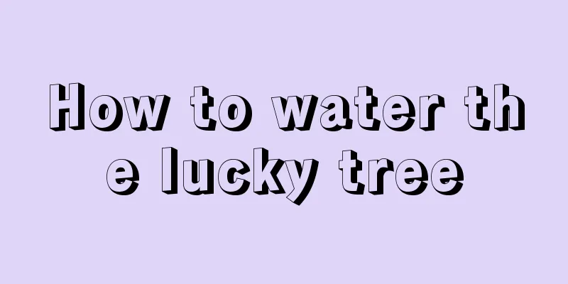 How to water the lucky tree