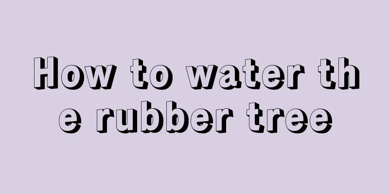 How to water the rubber tree