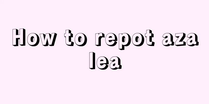 How to repot azalea