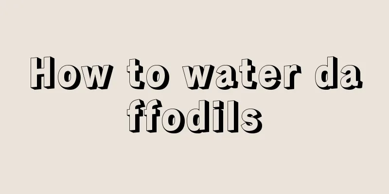 How to water daffodils