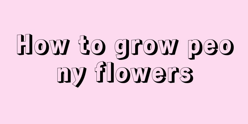 How to grow peony flowers