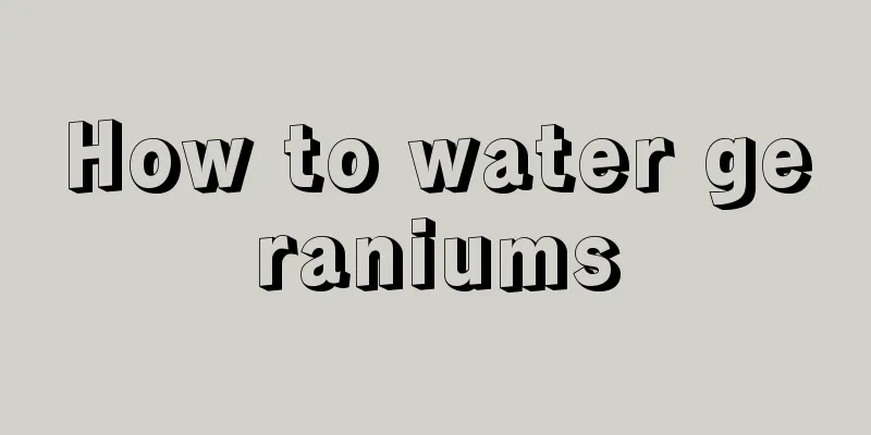 How to water geraniums