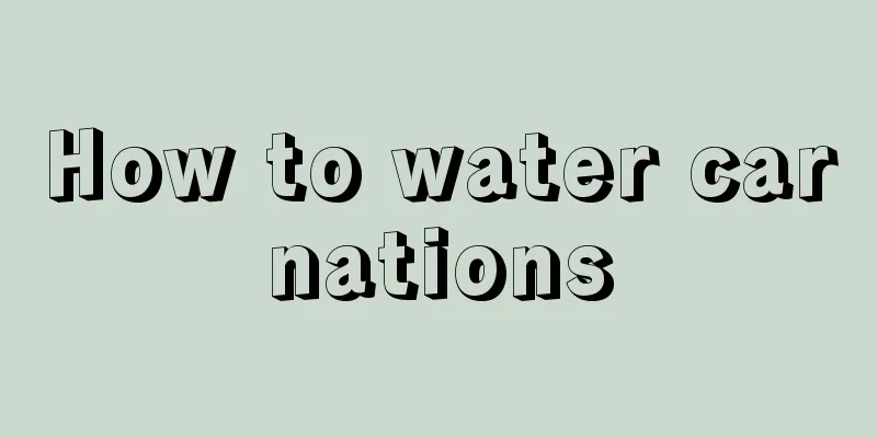 How to water carnations