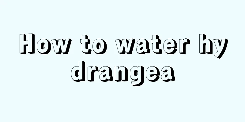 How to water hydrangea