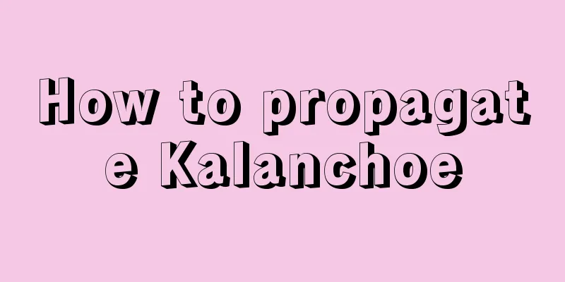 How to propagate Kalanchoe