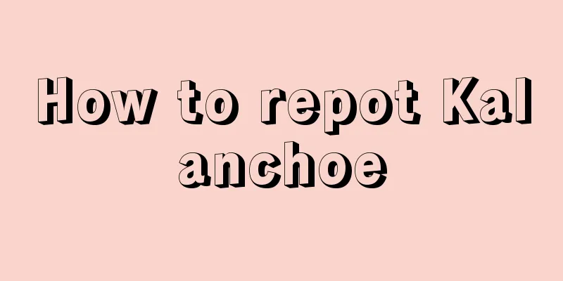 How to repot Kalanchoe