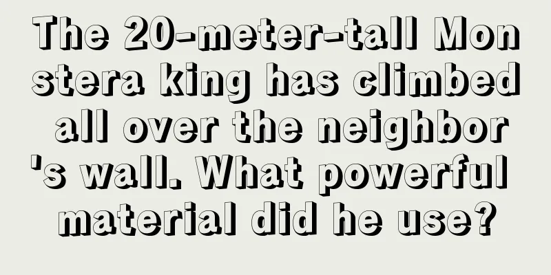 The 20-meter-tall Monstera king has climbed all over the neighbor's wall. What powerful material did he use?